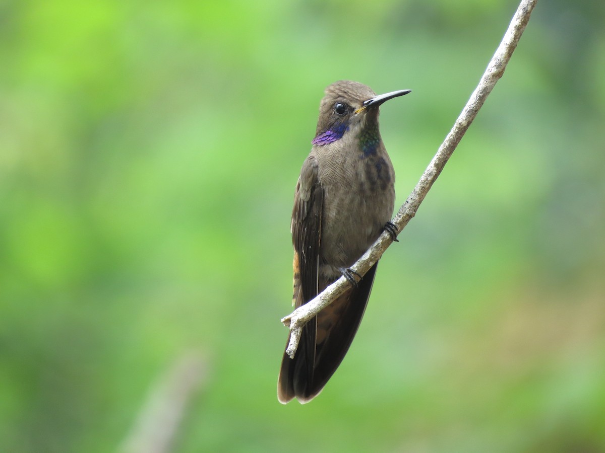 Colibrí Pardo - ML648618181
