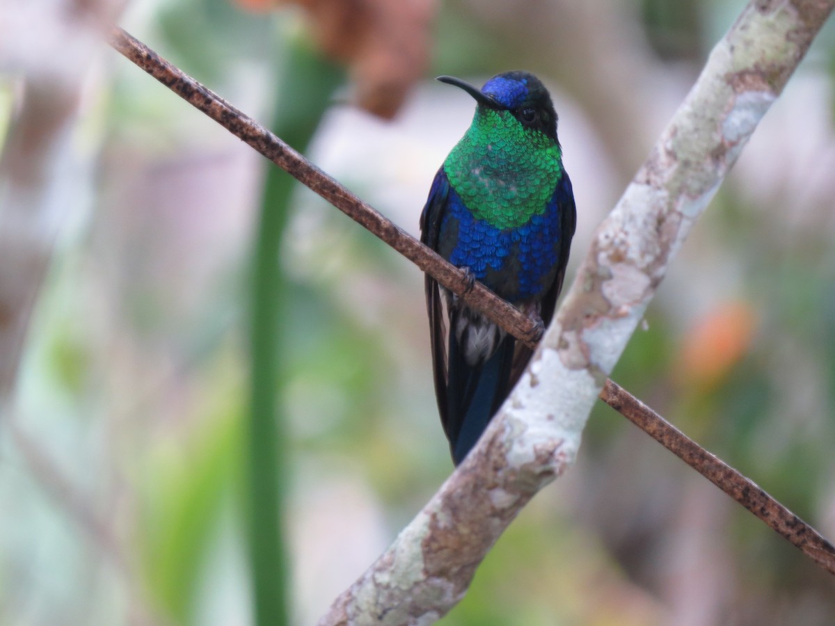 Colibrí Verdemar Menor - ML648618185
