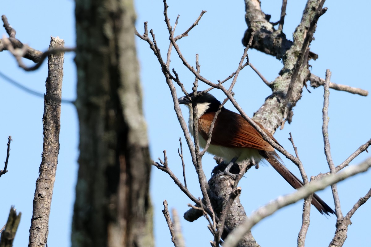 Burchell Kukalı - ML648618377