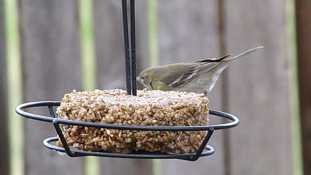 סבכון אורנים - ML648618813