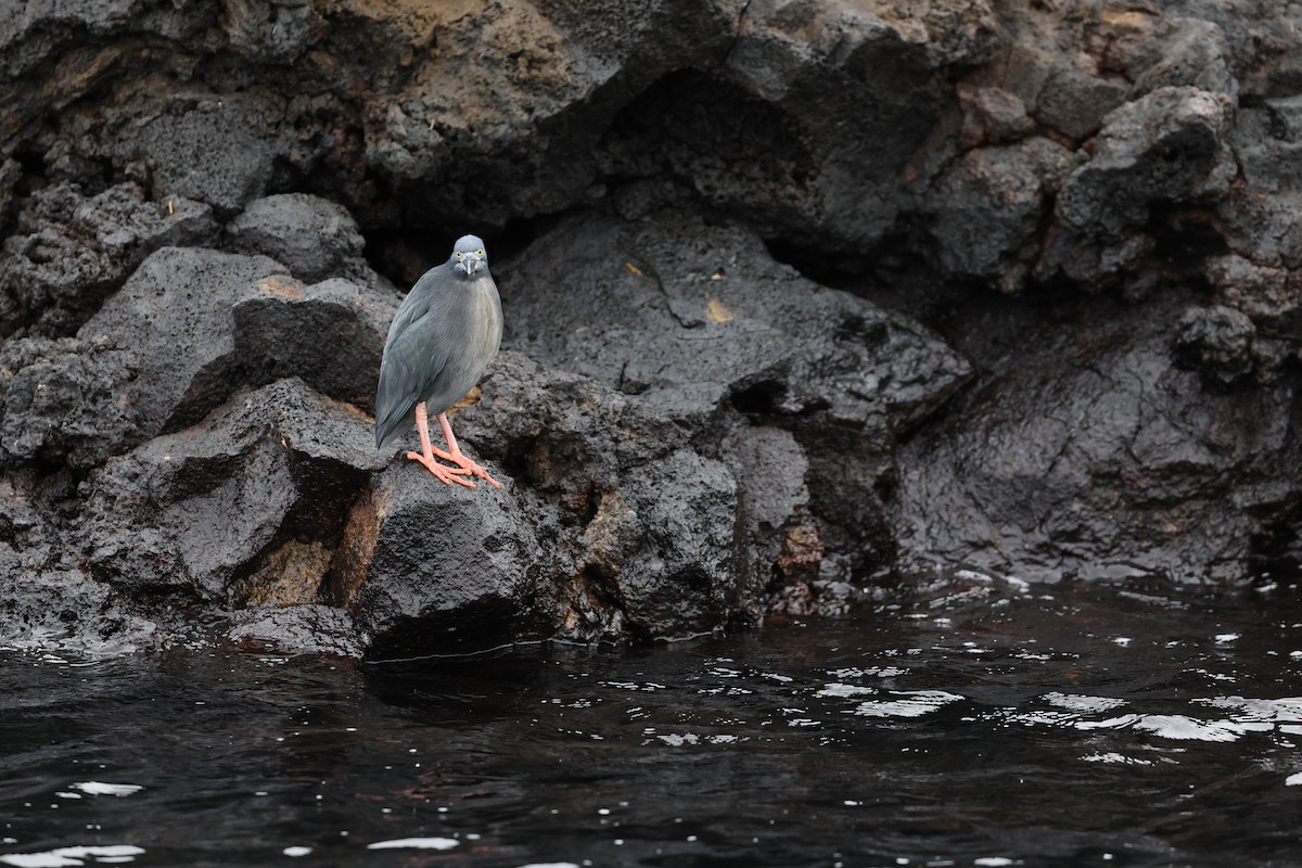Lava Heron - ML648618828