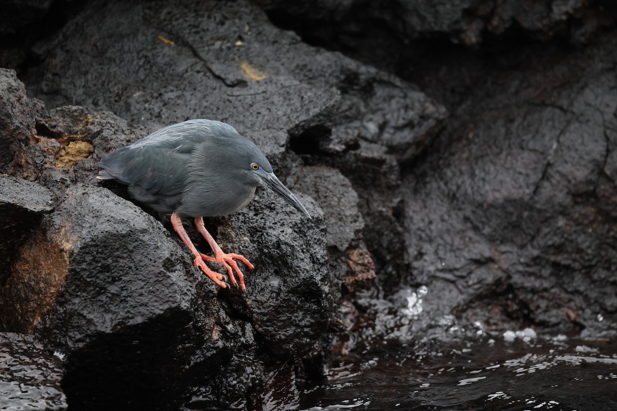 Lava Heron - ML648618846