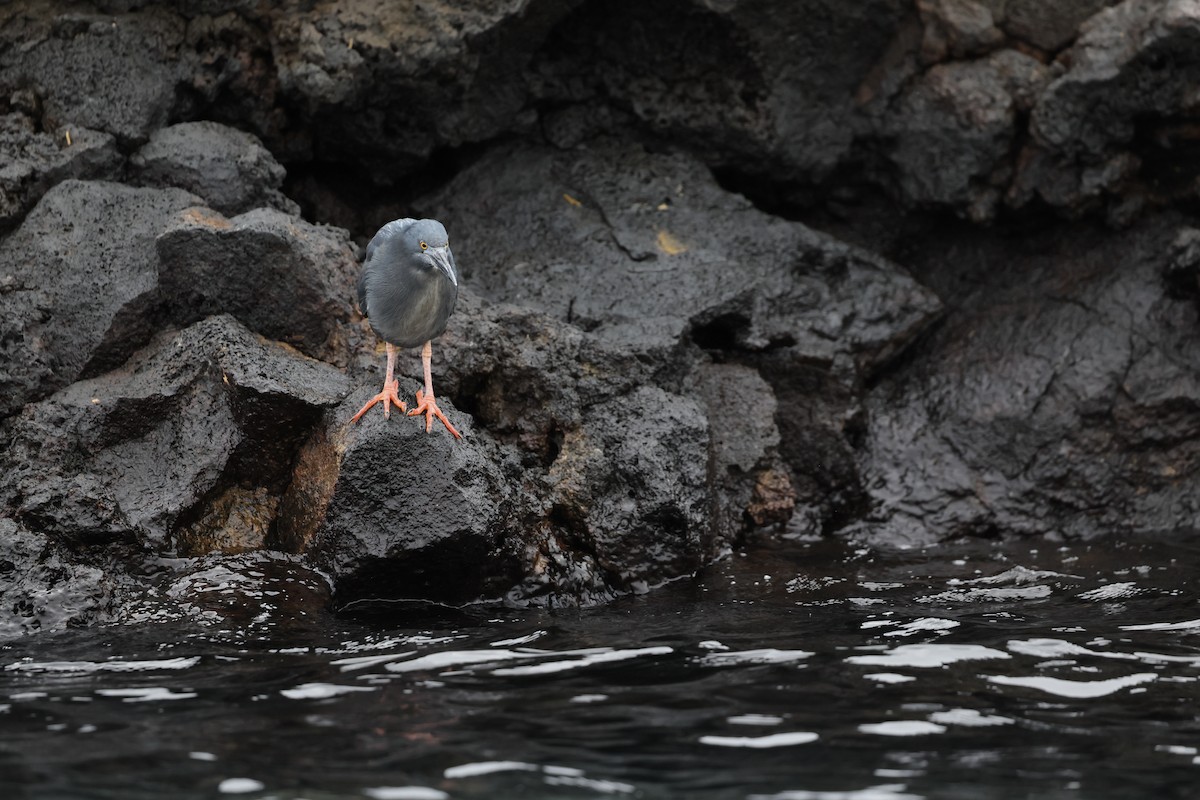 Lava Heron - ML648618852
