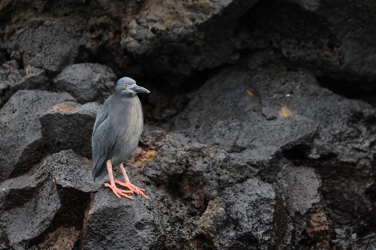 Lava Heron - ML648618863
