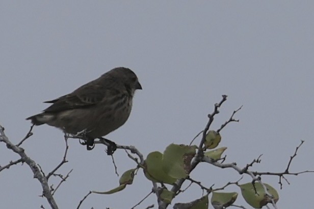 Small Ground-Finch - ML648619004