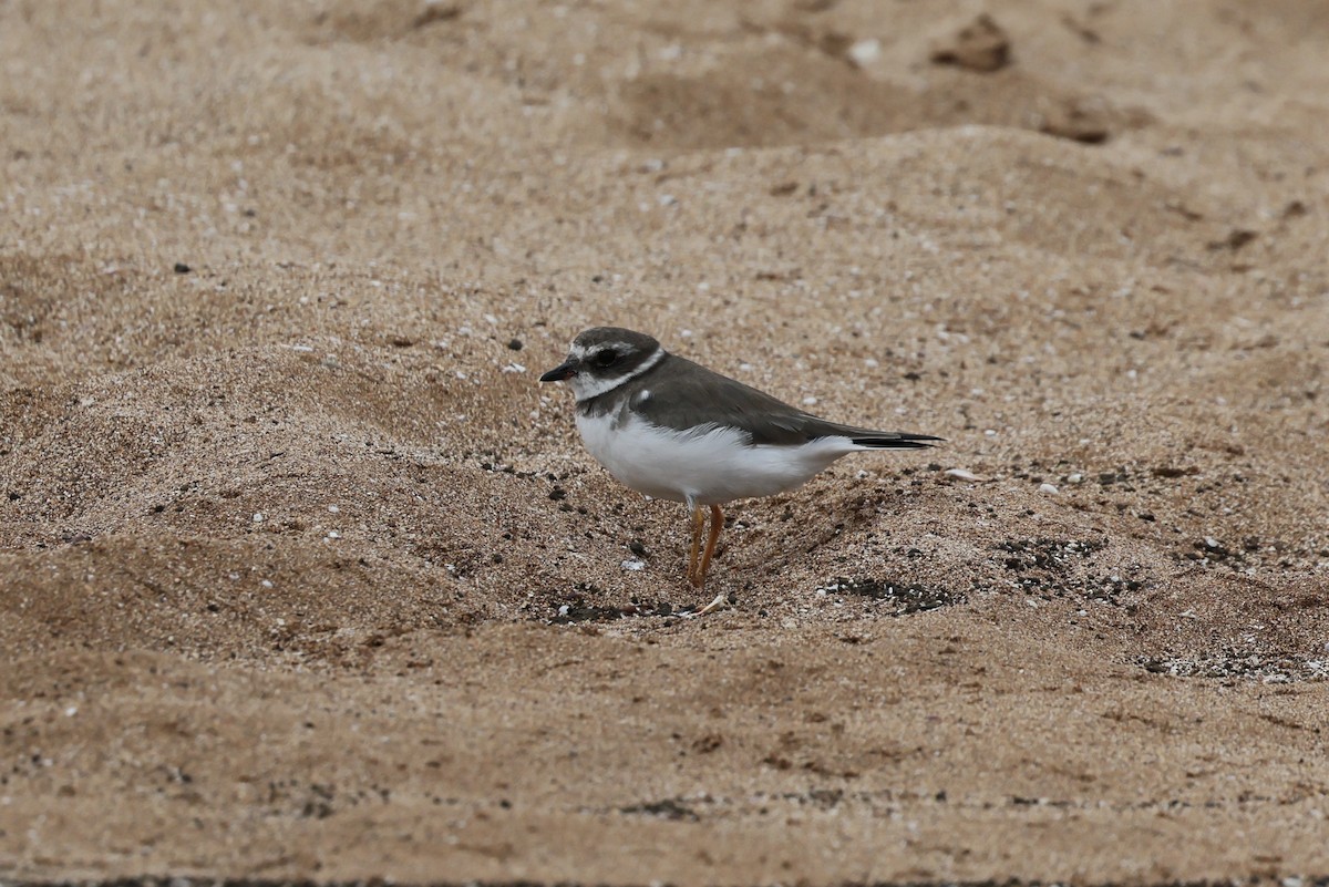 Semipalmated Plover - ML648619048