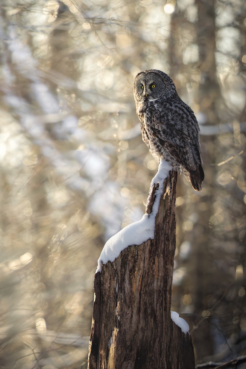 Сова бородата - ML648619077