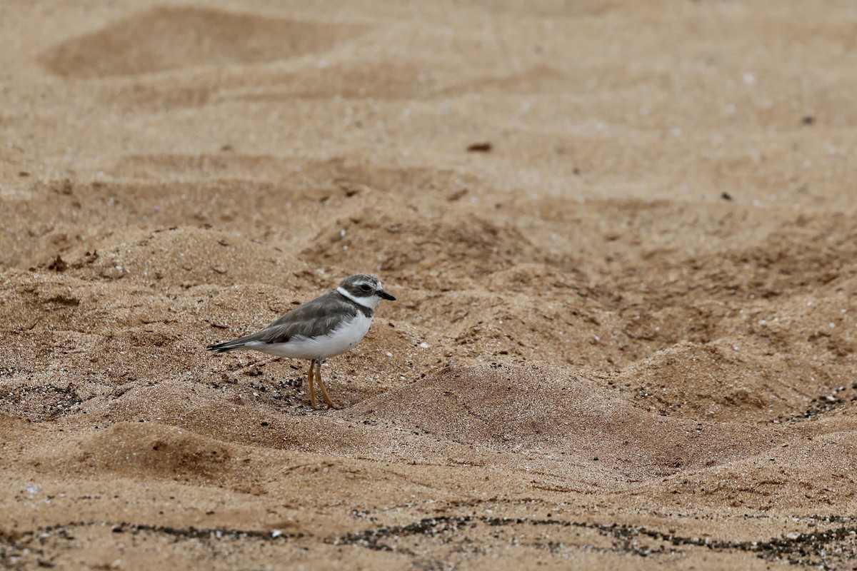 Semipalmated Plover - ML648619078