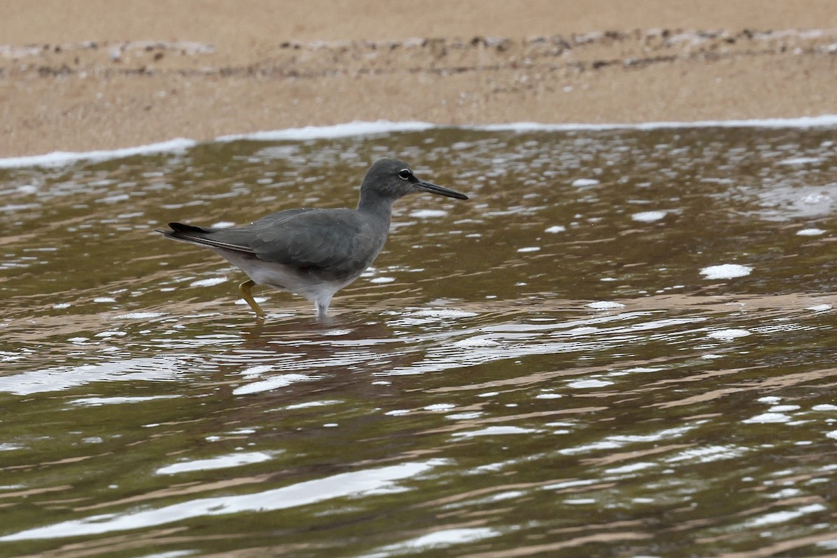 Wandering Tattler - ML648619111