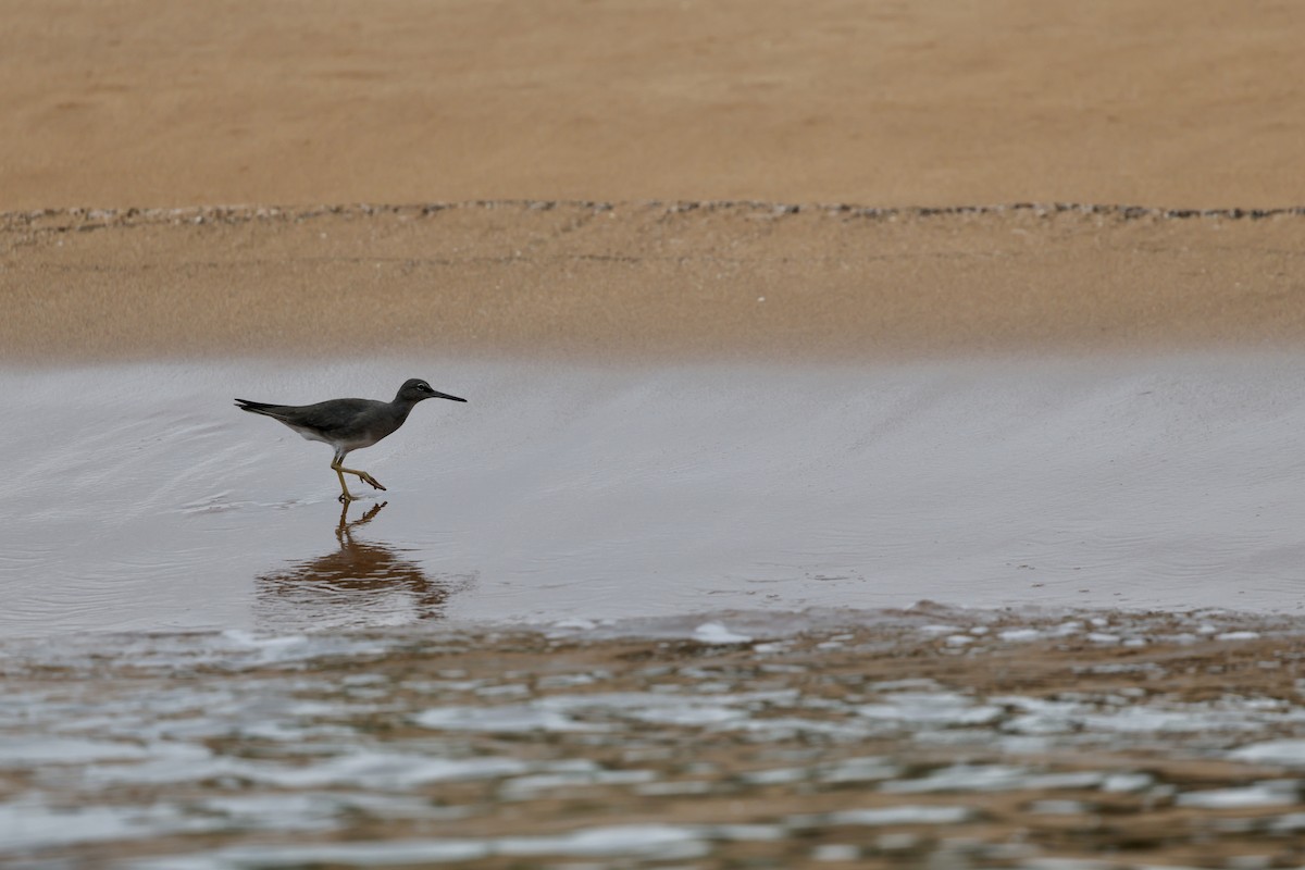 Wandering Tattler - ML648619126