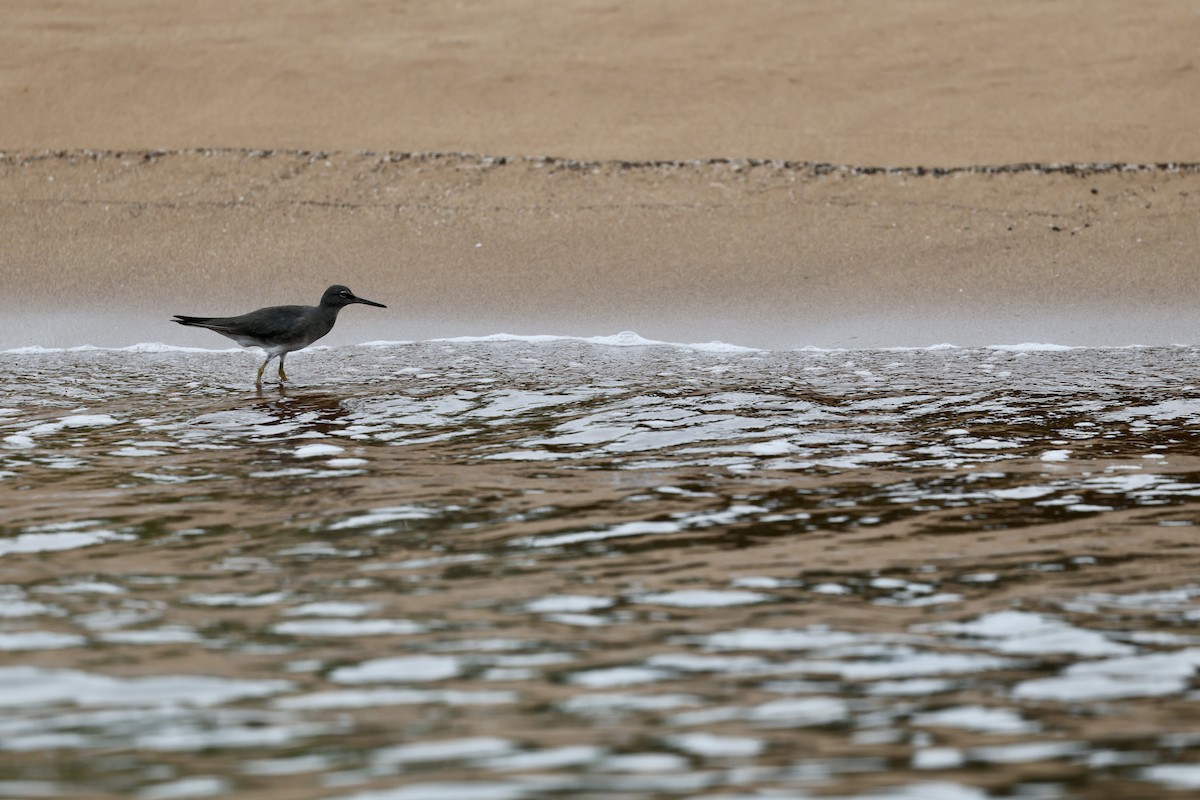 Wandering Tattler - ML648619136