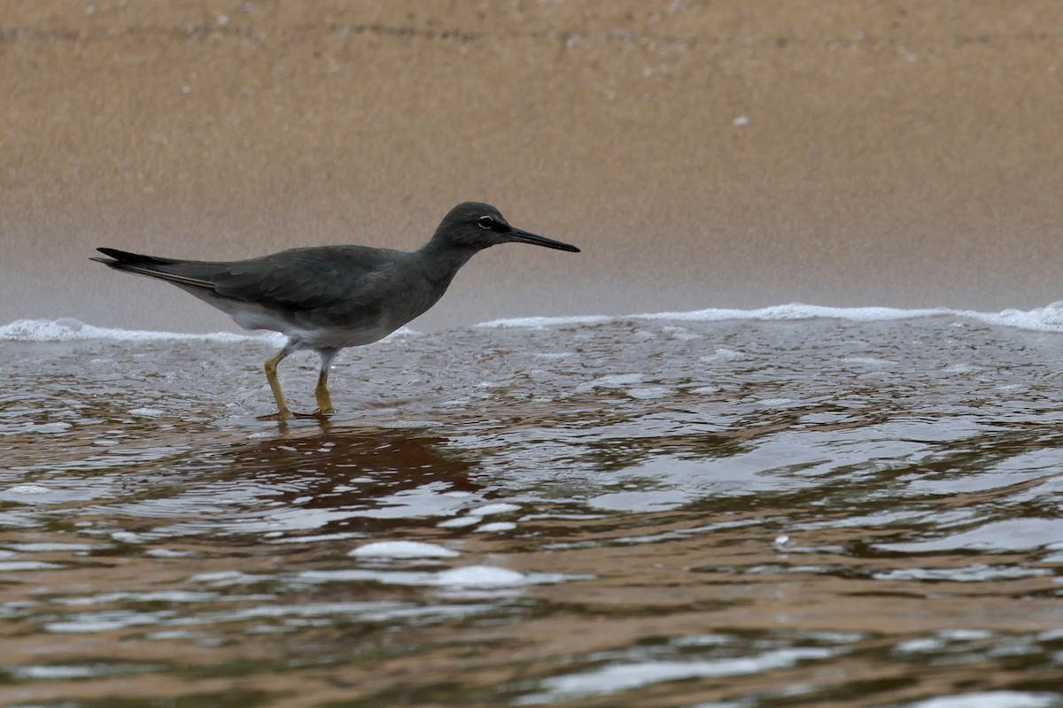 Wandering Tattler - ML648619142