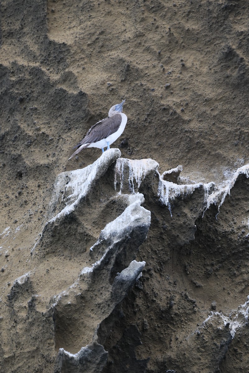 Blue-footed Booby - ML648619279