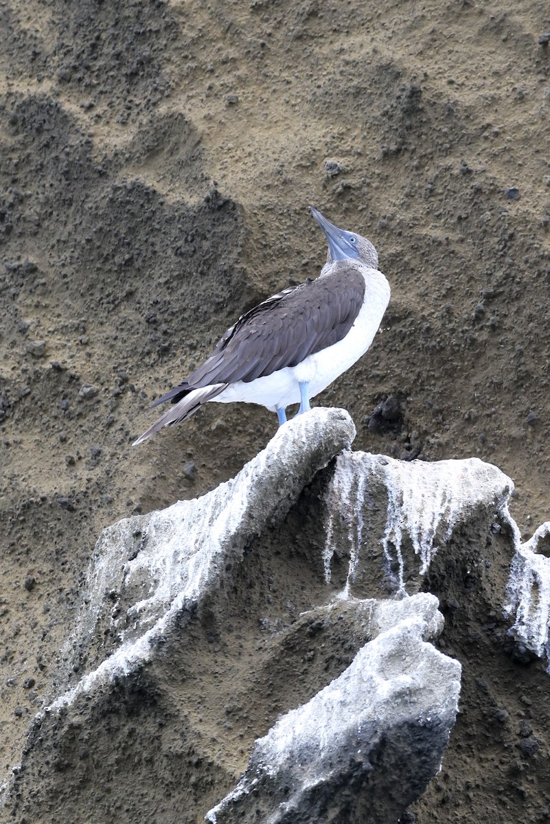 Blue-footed Booby - ML648619286