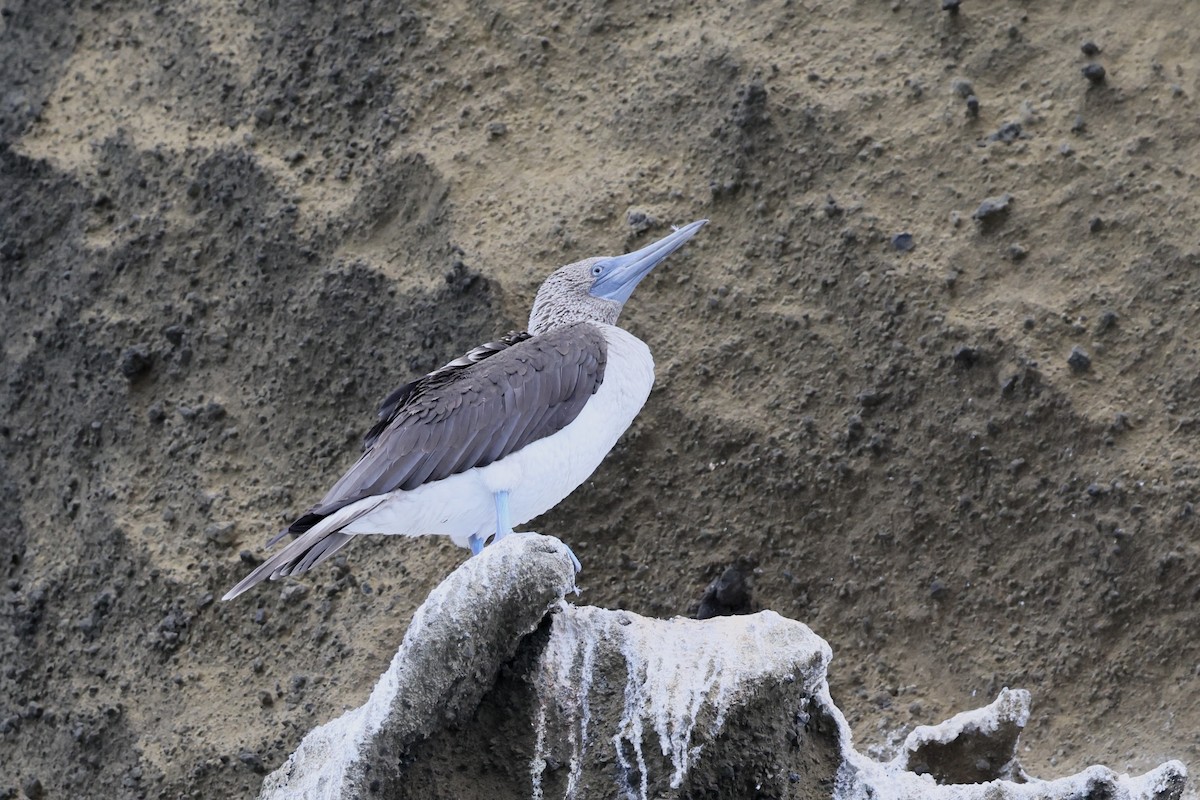 Blue-footed Booby - ML648619293