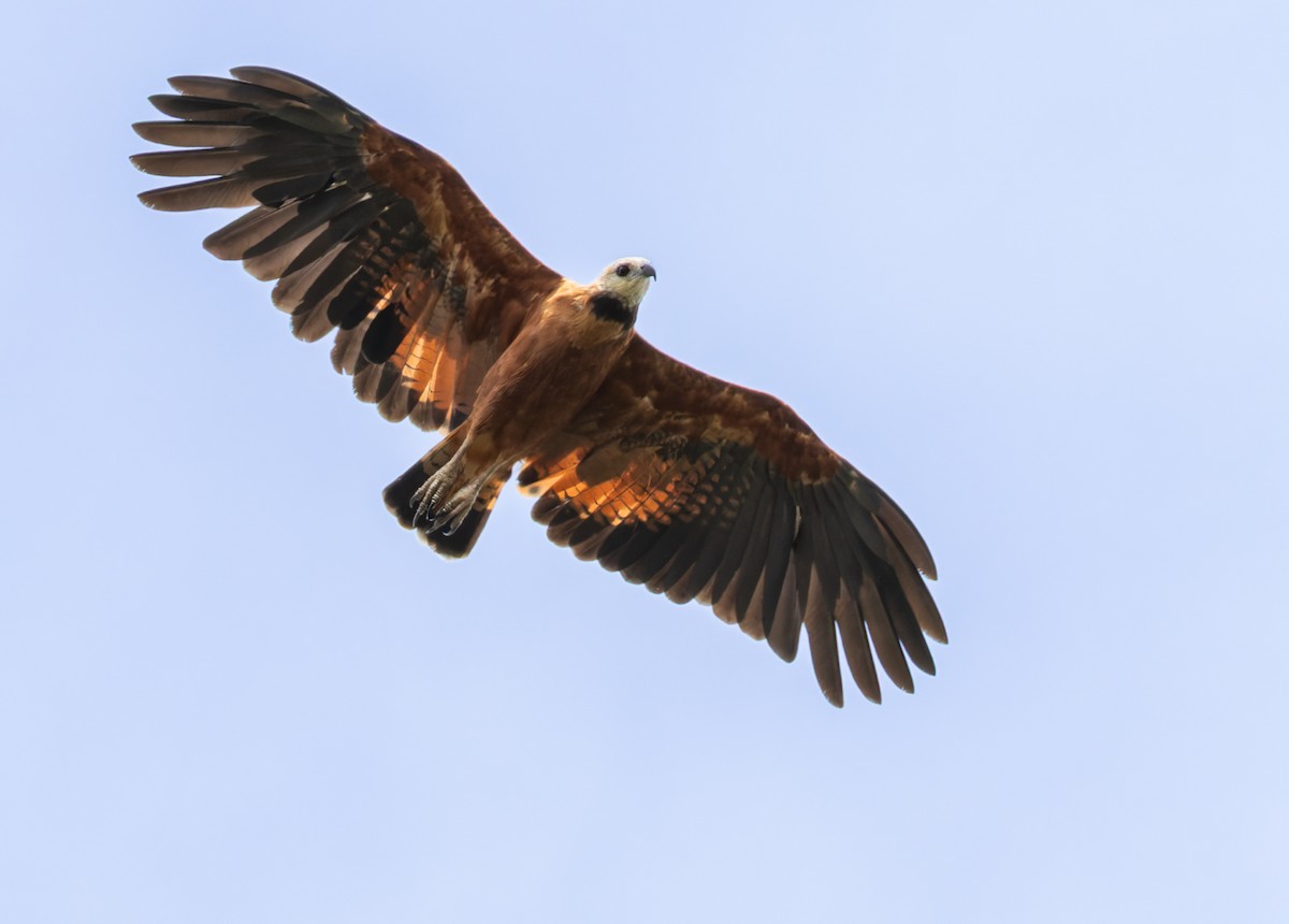 Black-collared Hawk - ML648619745