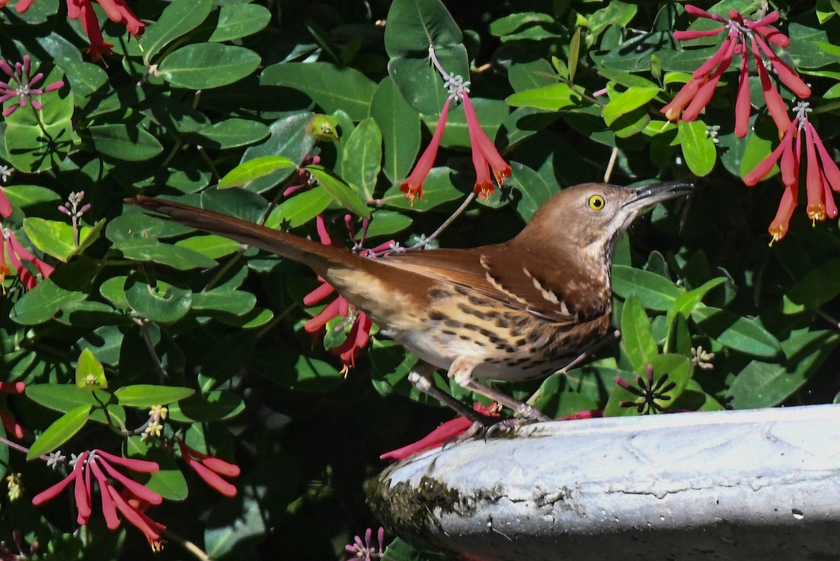 チャイロツグミモドキ - ML648620234