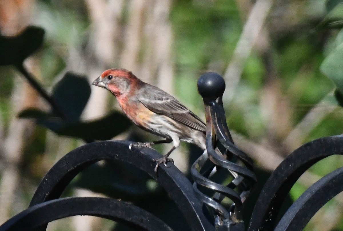 メキシコマシコ - ML648620240