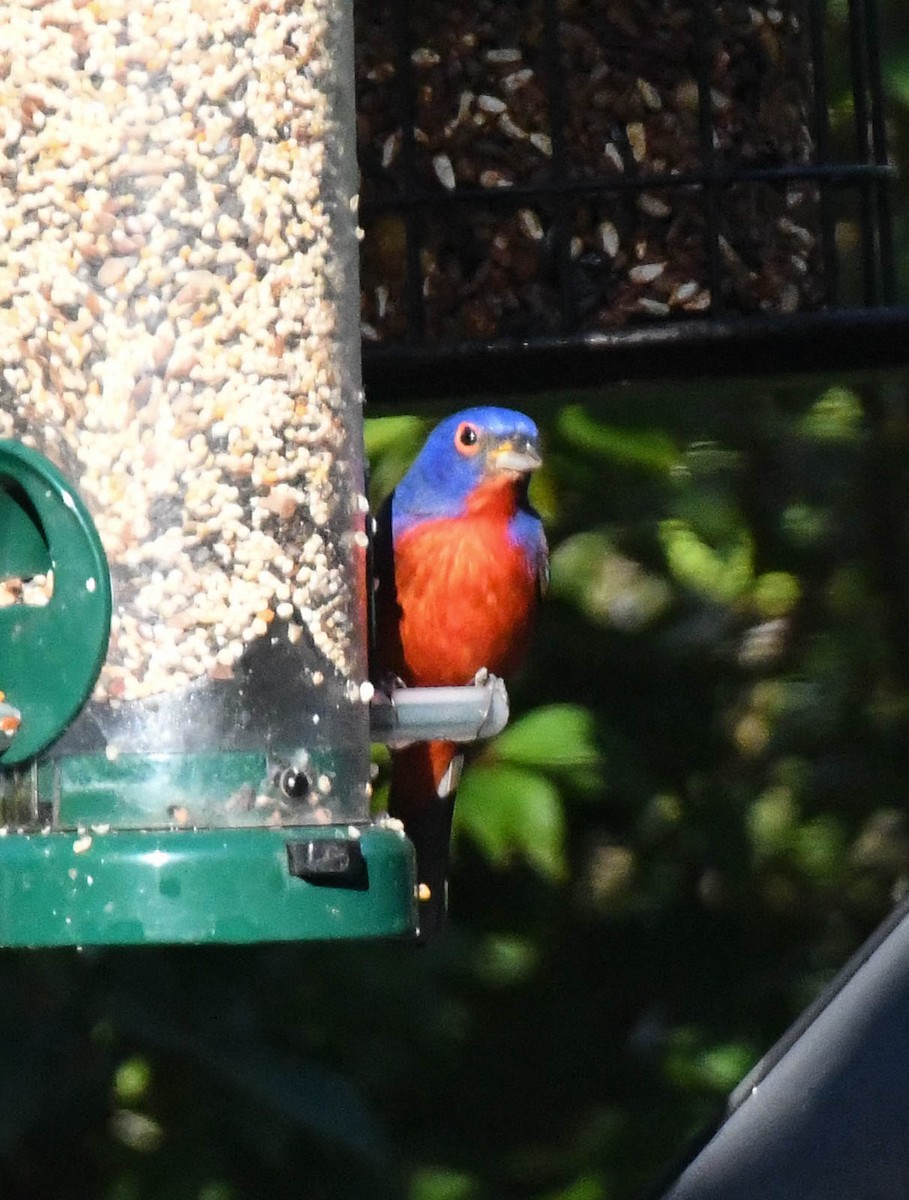 ゴシキノジコ - ML648620260