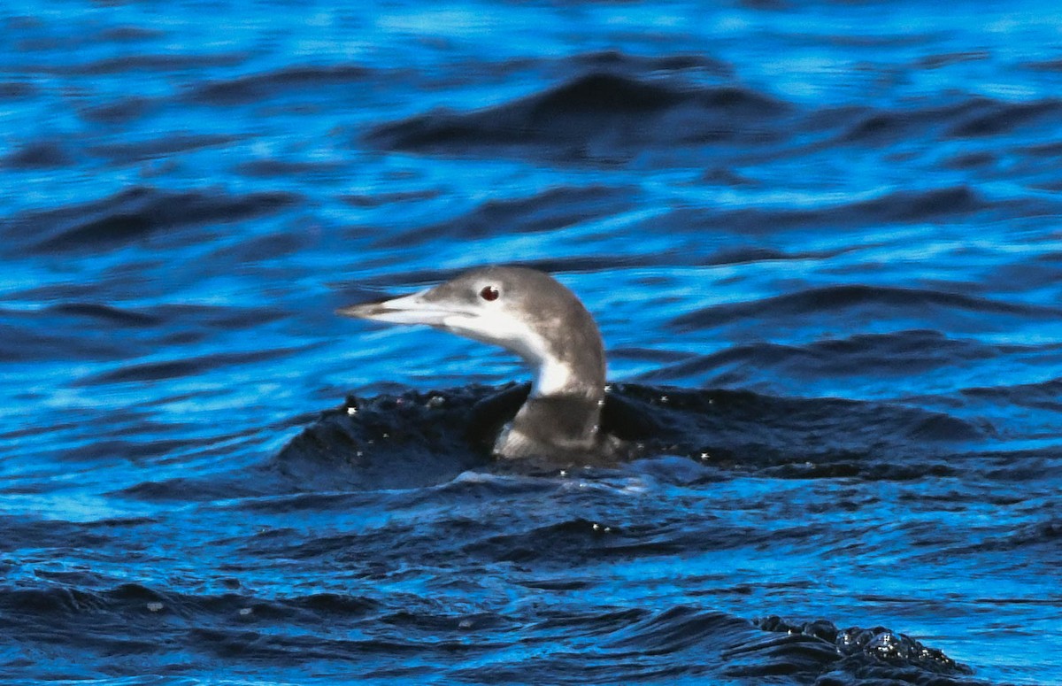 ハシグロアビ - ML648620335