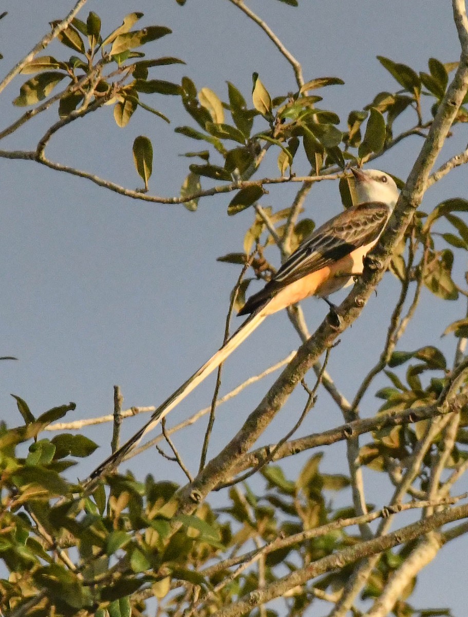 エンビタイランチョウ - ML648620398