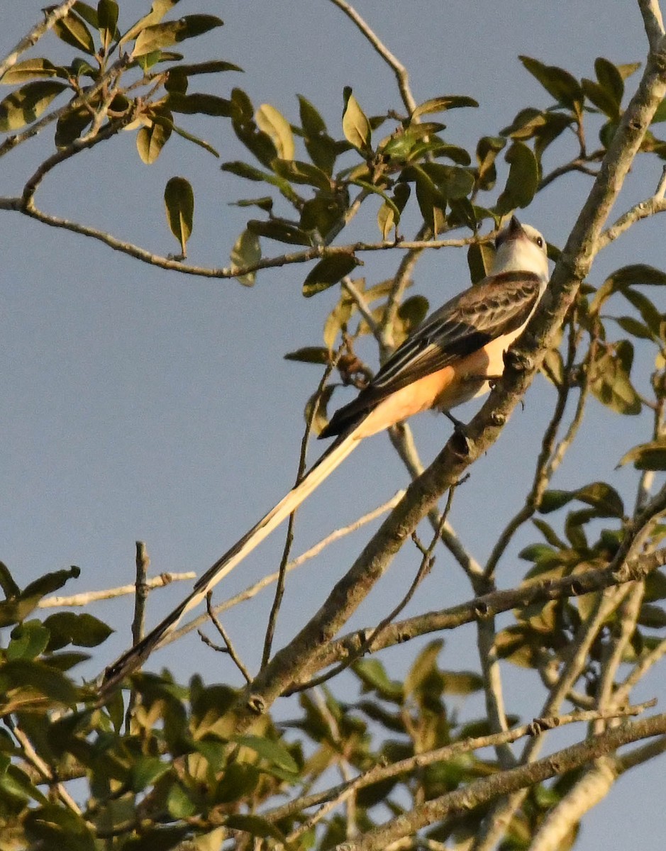 エンビタイランチョウ - ML648620399