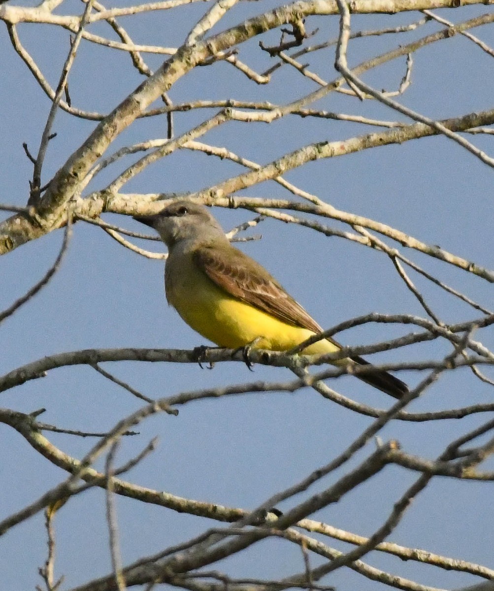 ニシタイランチョウ - ML648620412