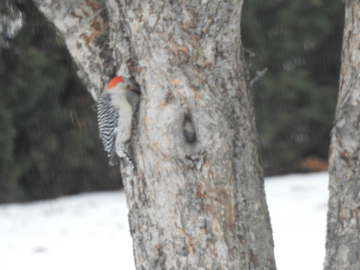 datel karolínský - ML648620825