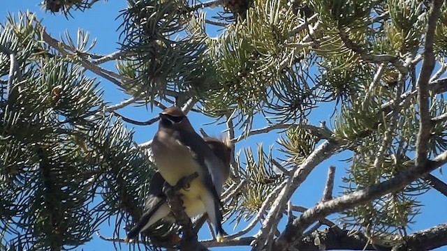 Sedir İpekkuyruğu - ML648620867