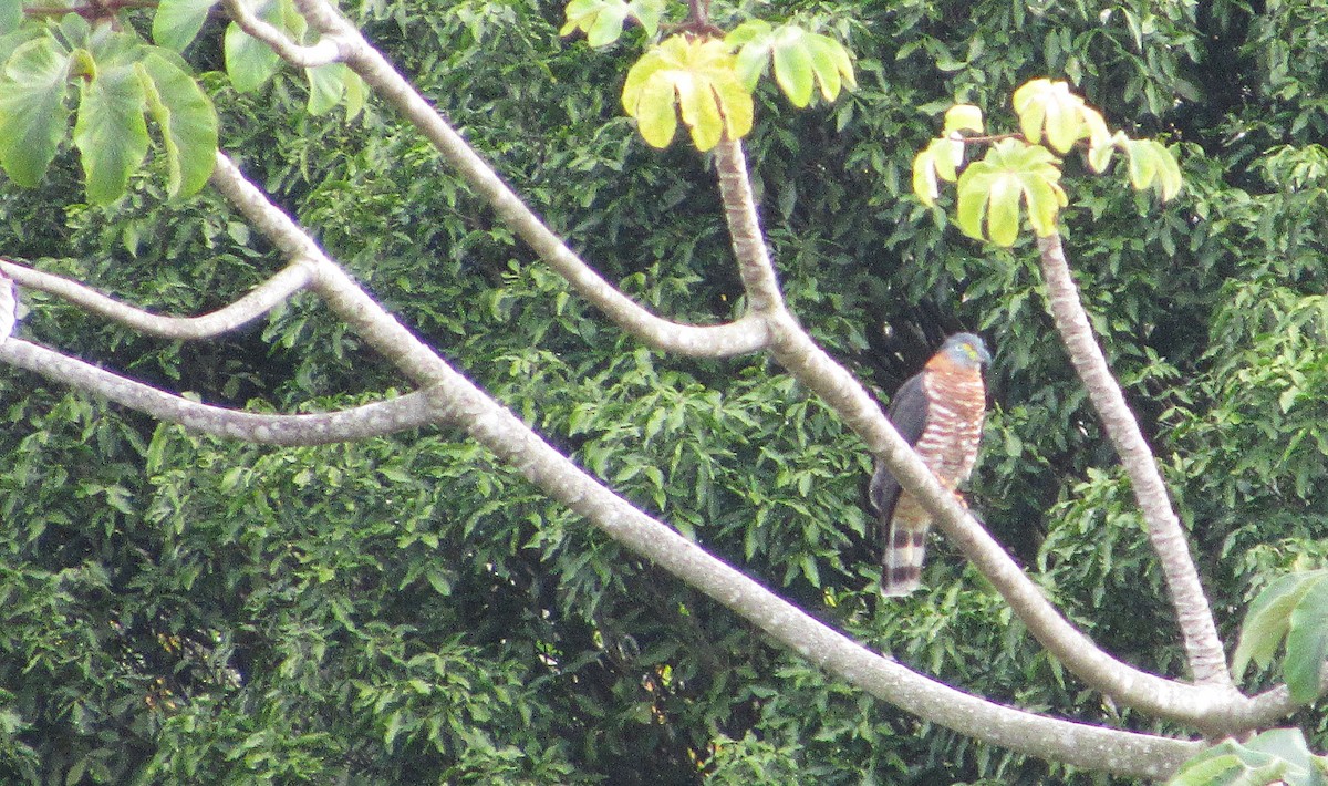 Hook-billed Kite - ML648621078