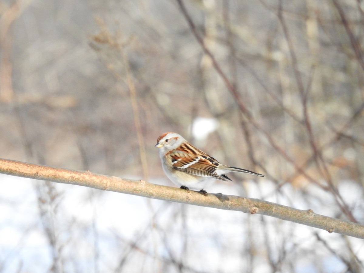 strnádka pokřovní - ML648621509