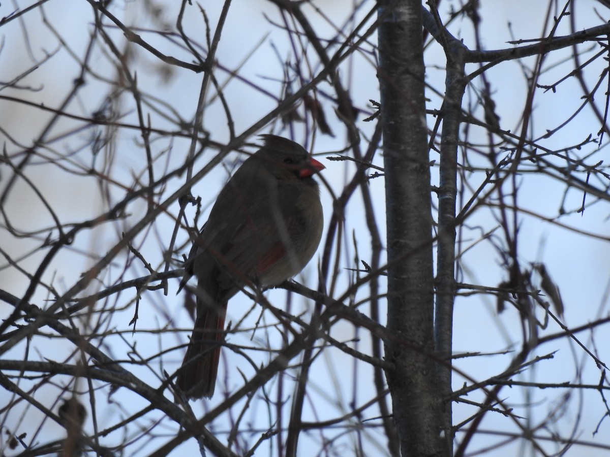 kardinál červený - ML648621566