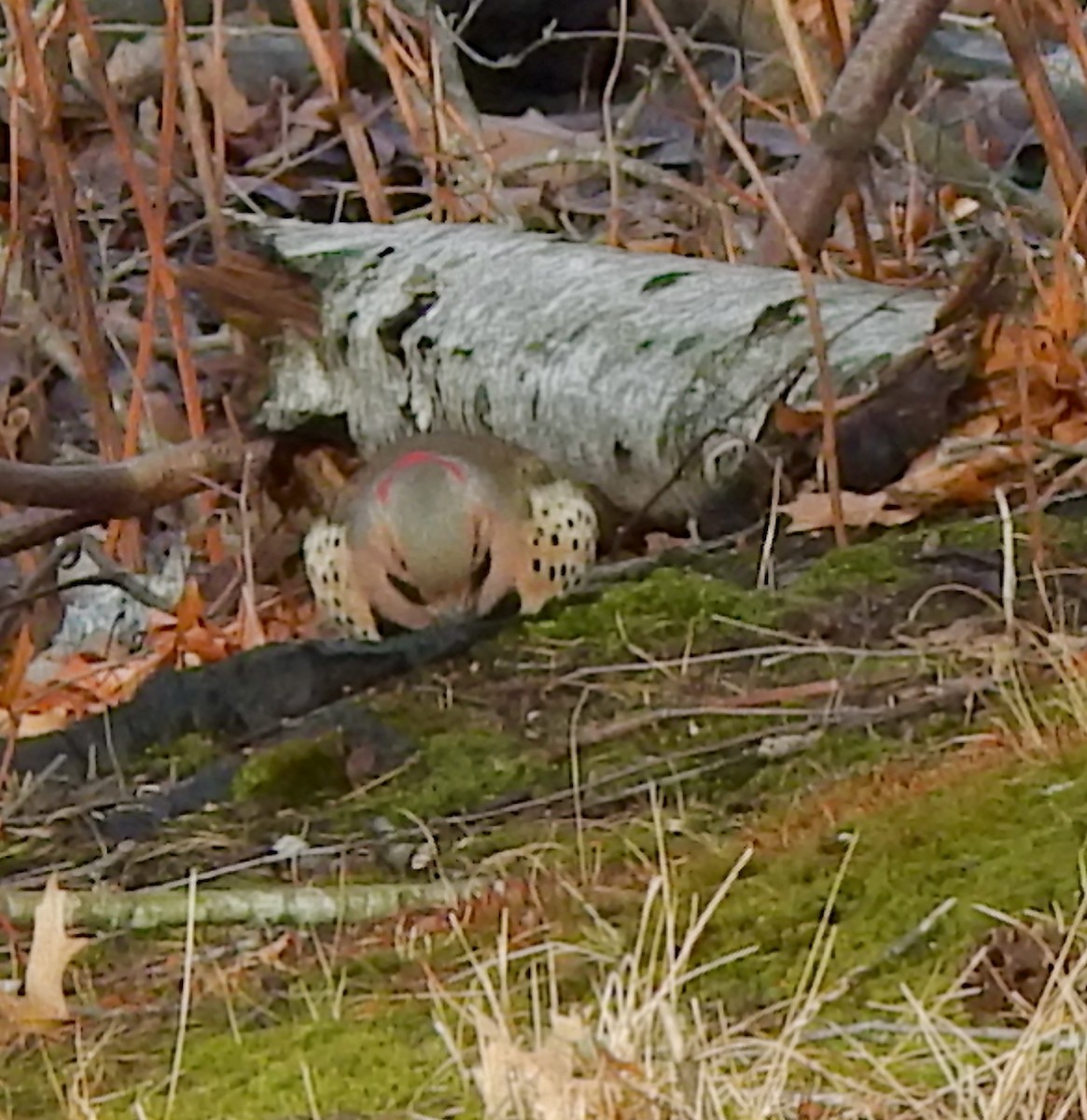 Northern Flicker (Yellow-shafted) - ML648622066