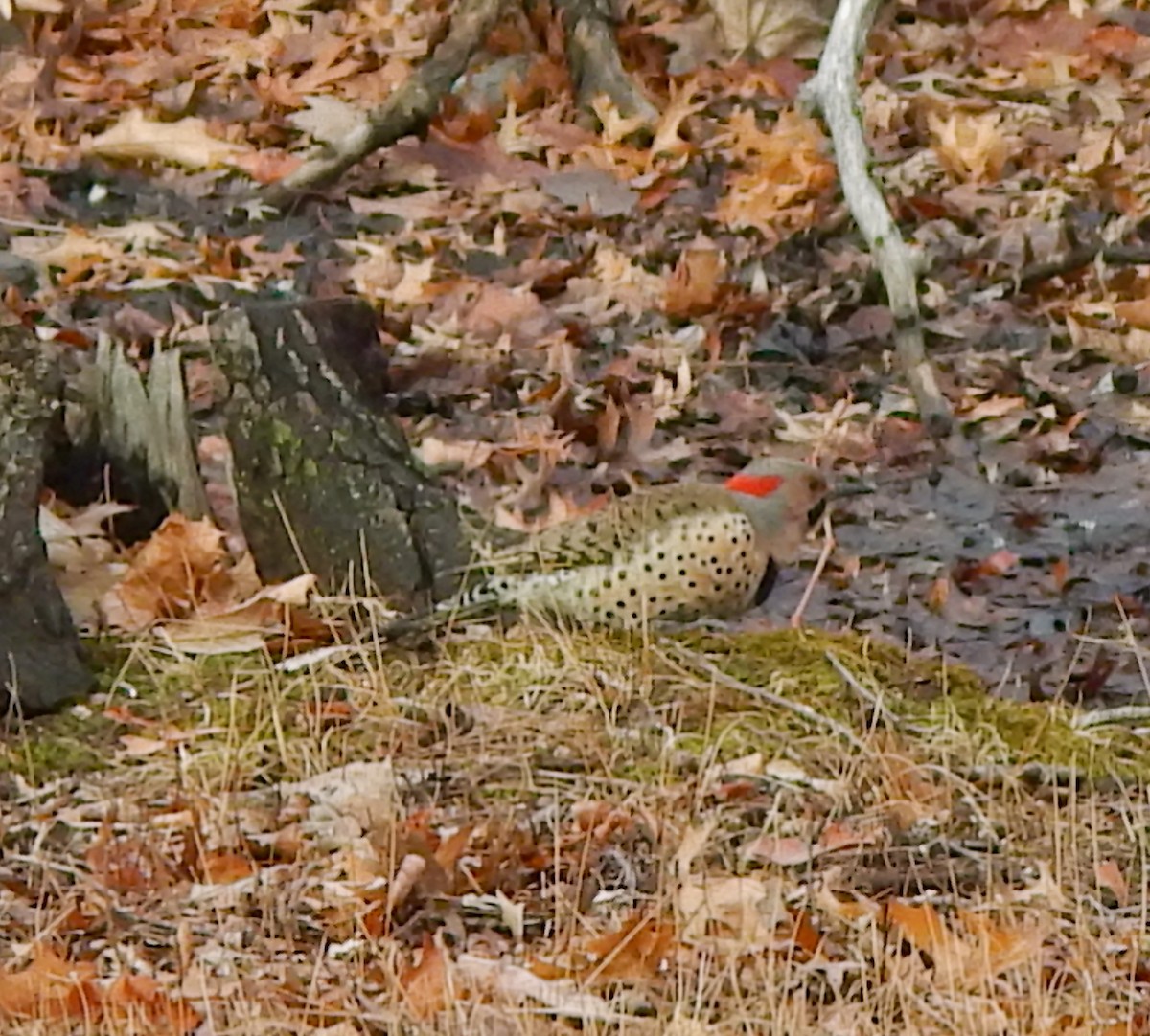 Northern Flicker (Yellow-shafted) - ML648622067