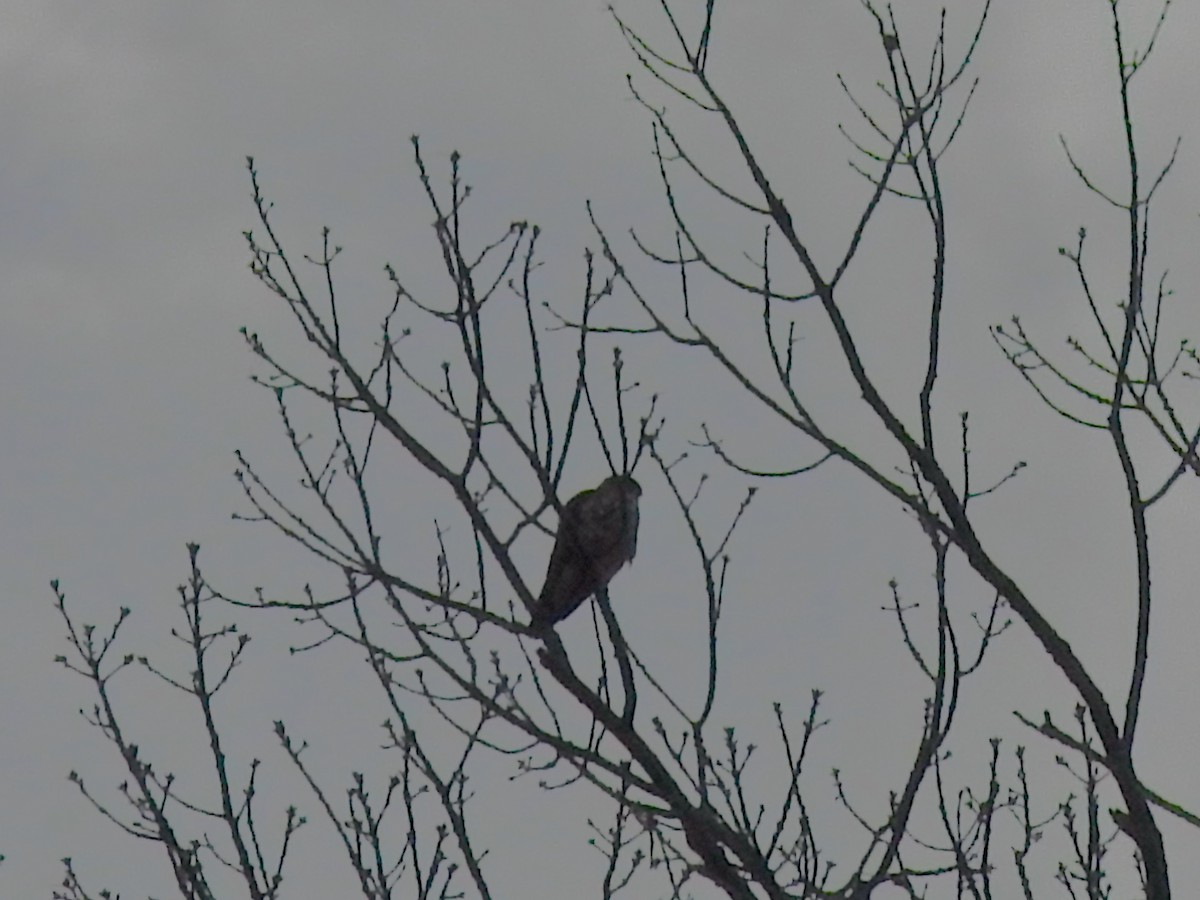 Merlin - ML648622126