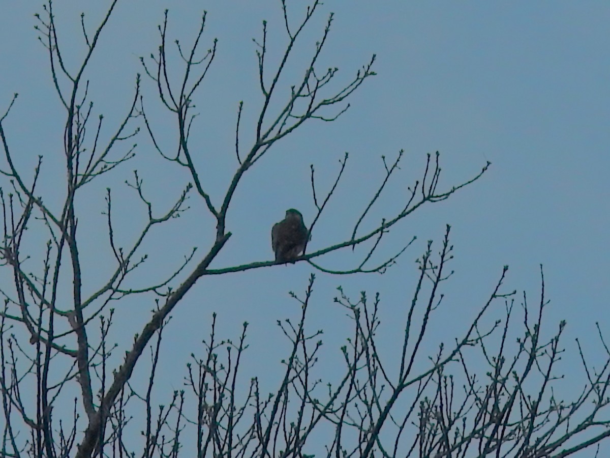 Merlin - ML648622127