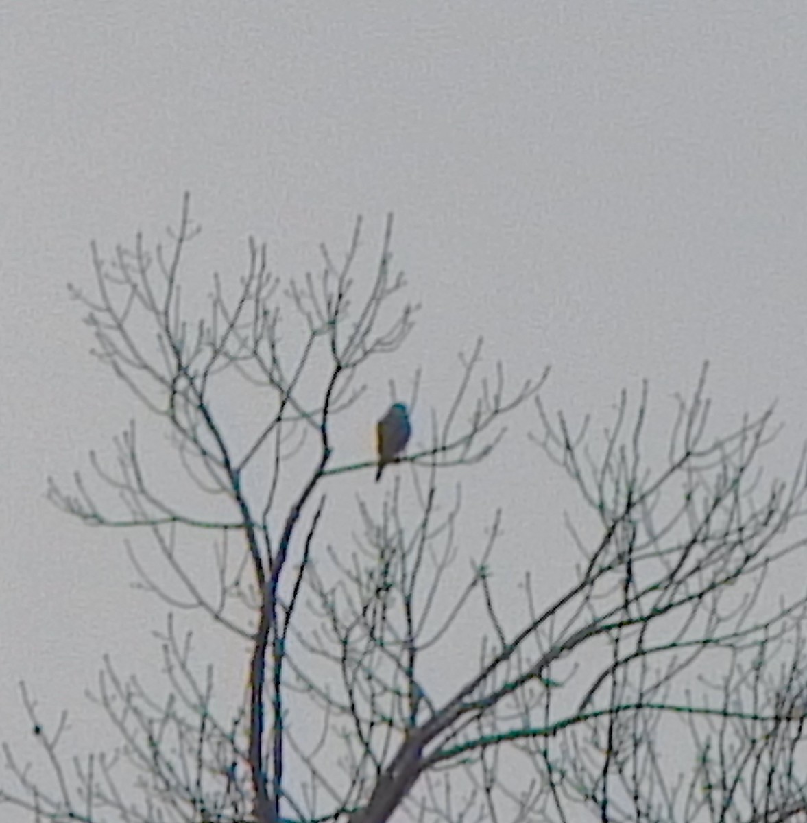 Merlin - ML648622149