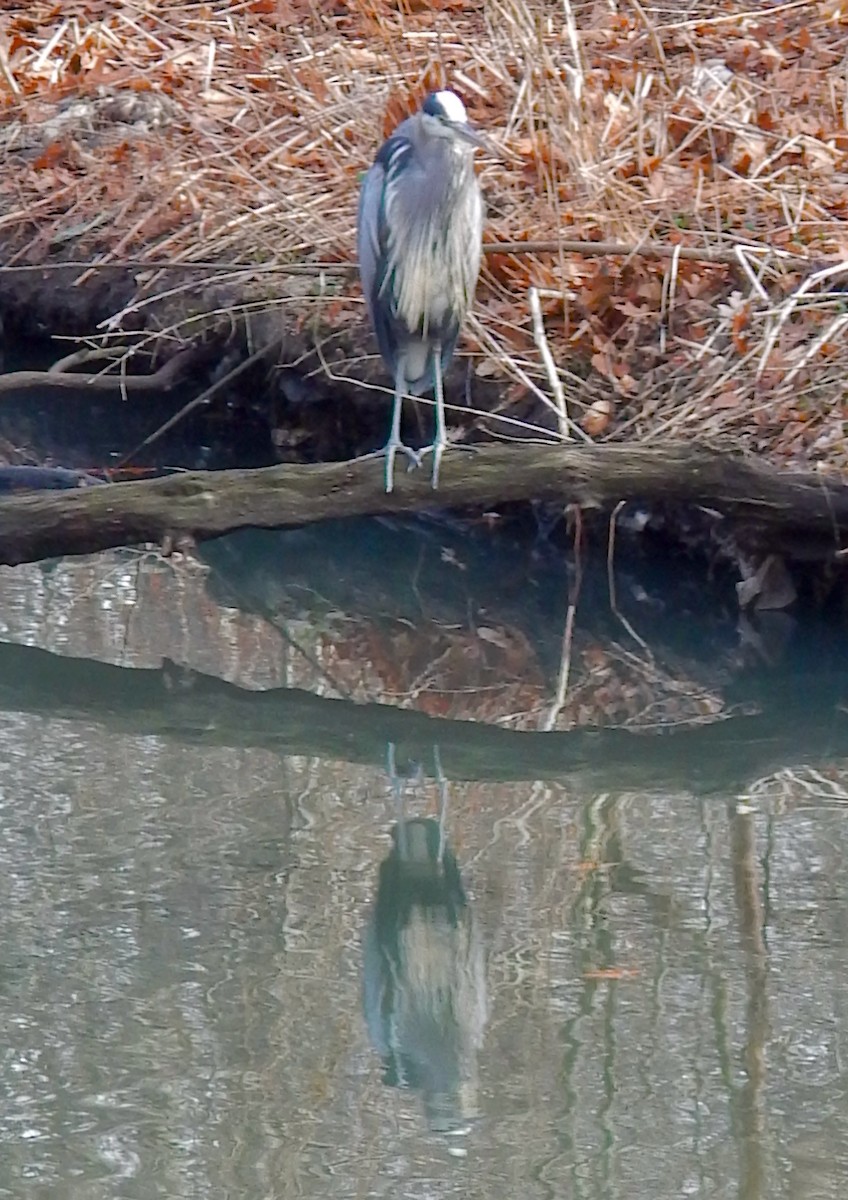 Great Blue Heron (Great Blue) - ML648622202