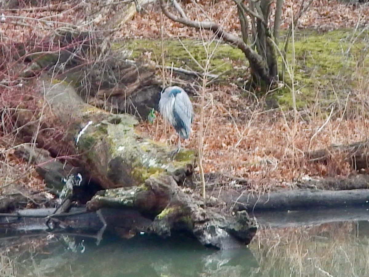 Great Blue Heron (Great Blue) - ML648622212