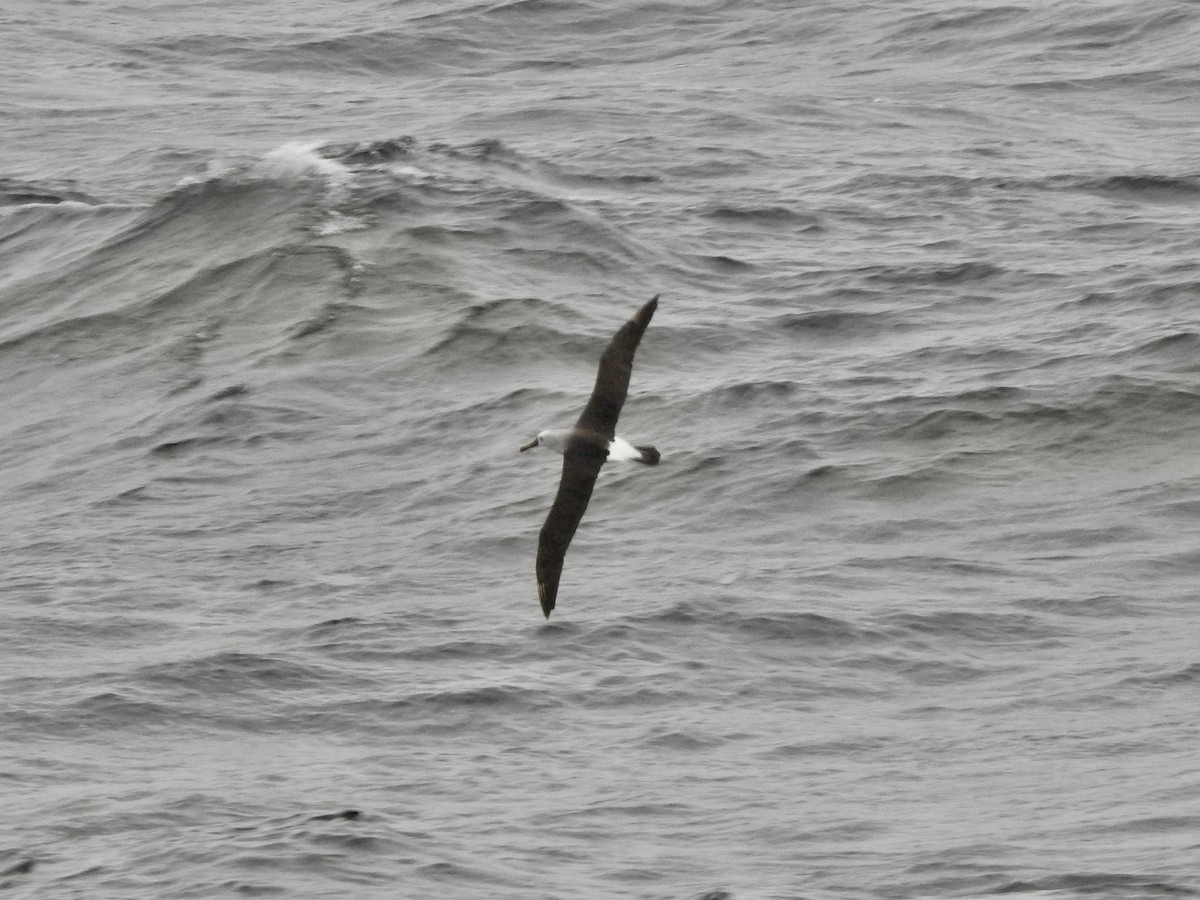 albatros pestrozobý - ML648622505