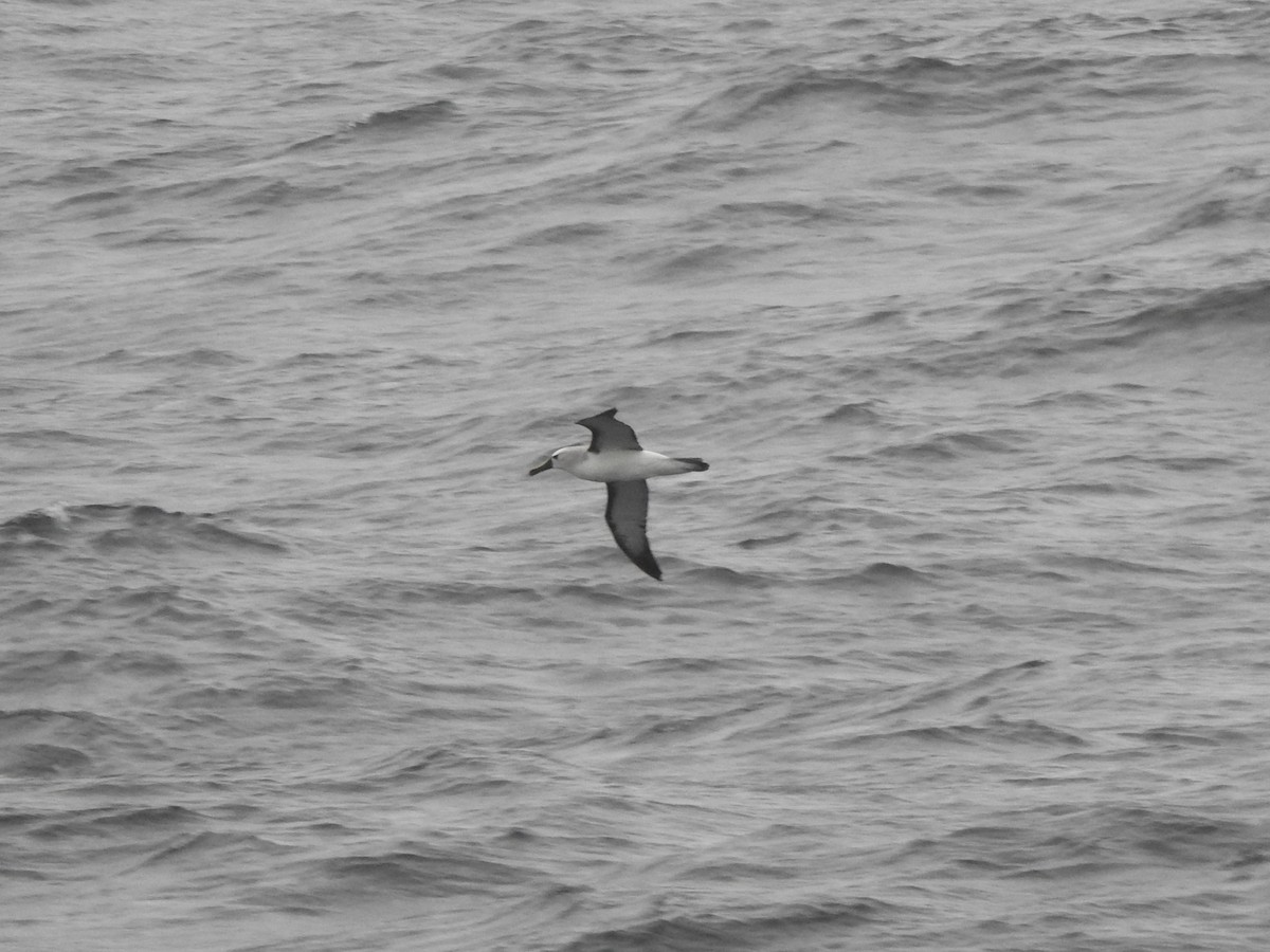 albatros pestrozobý - ML648622506