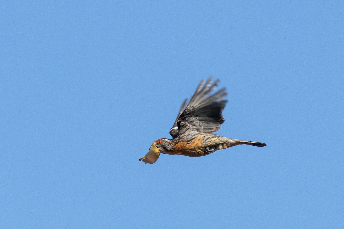 Rufous-tailed Plantcutter - Ariel Cabrera Foix