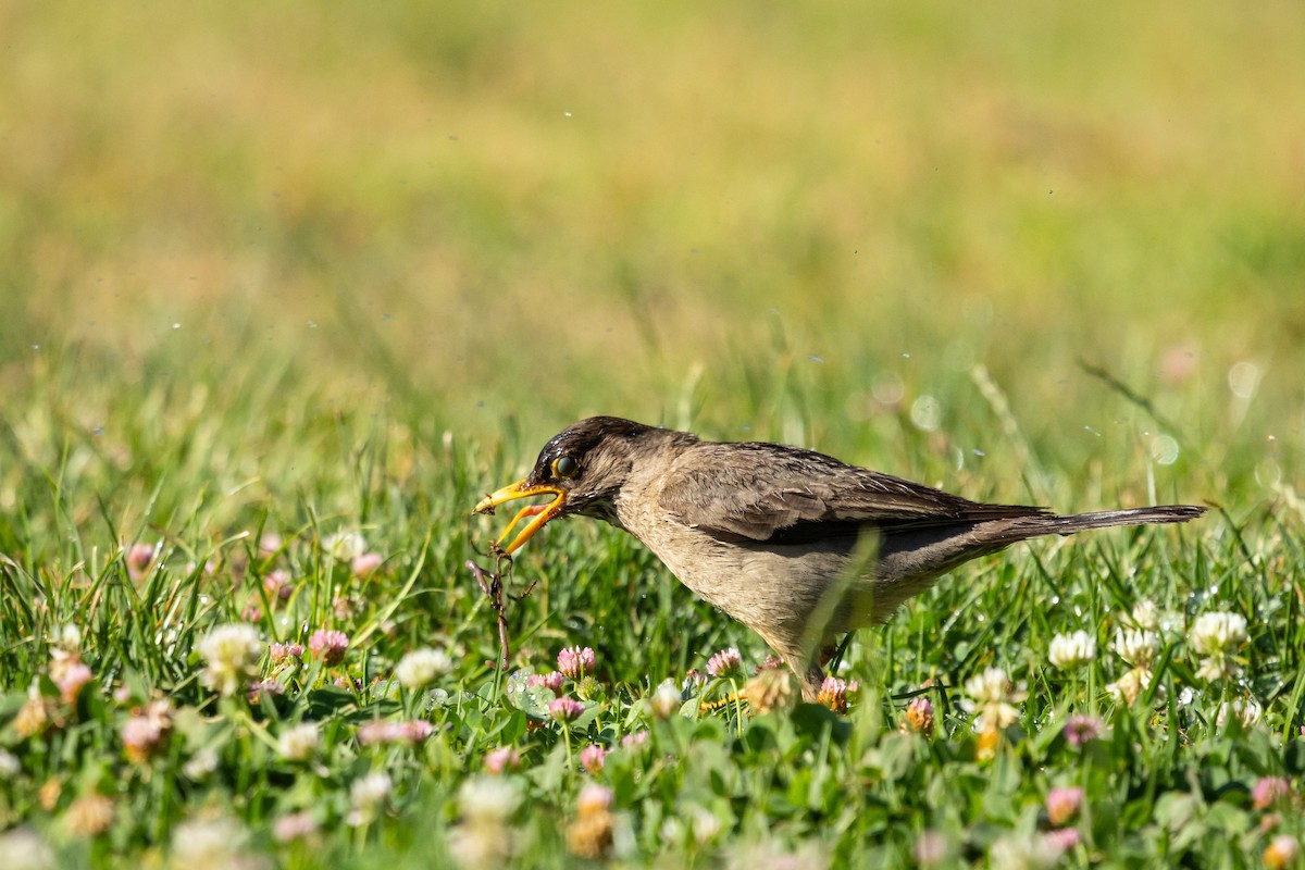 Austral Thrush (Magellan) - Ariel Cabrera Foix