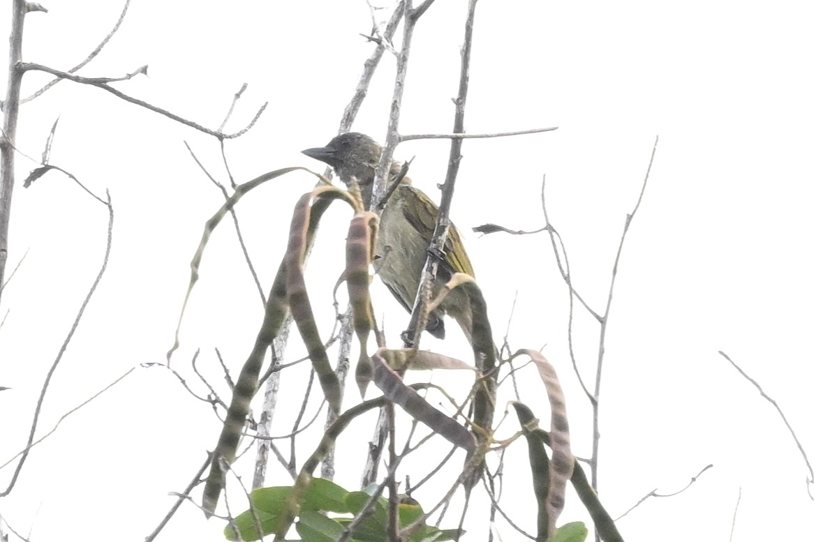 Green Barbet - ML648622840
