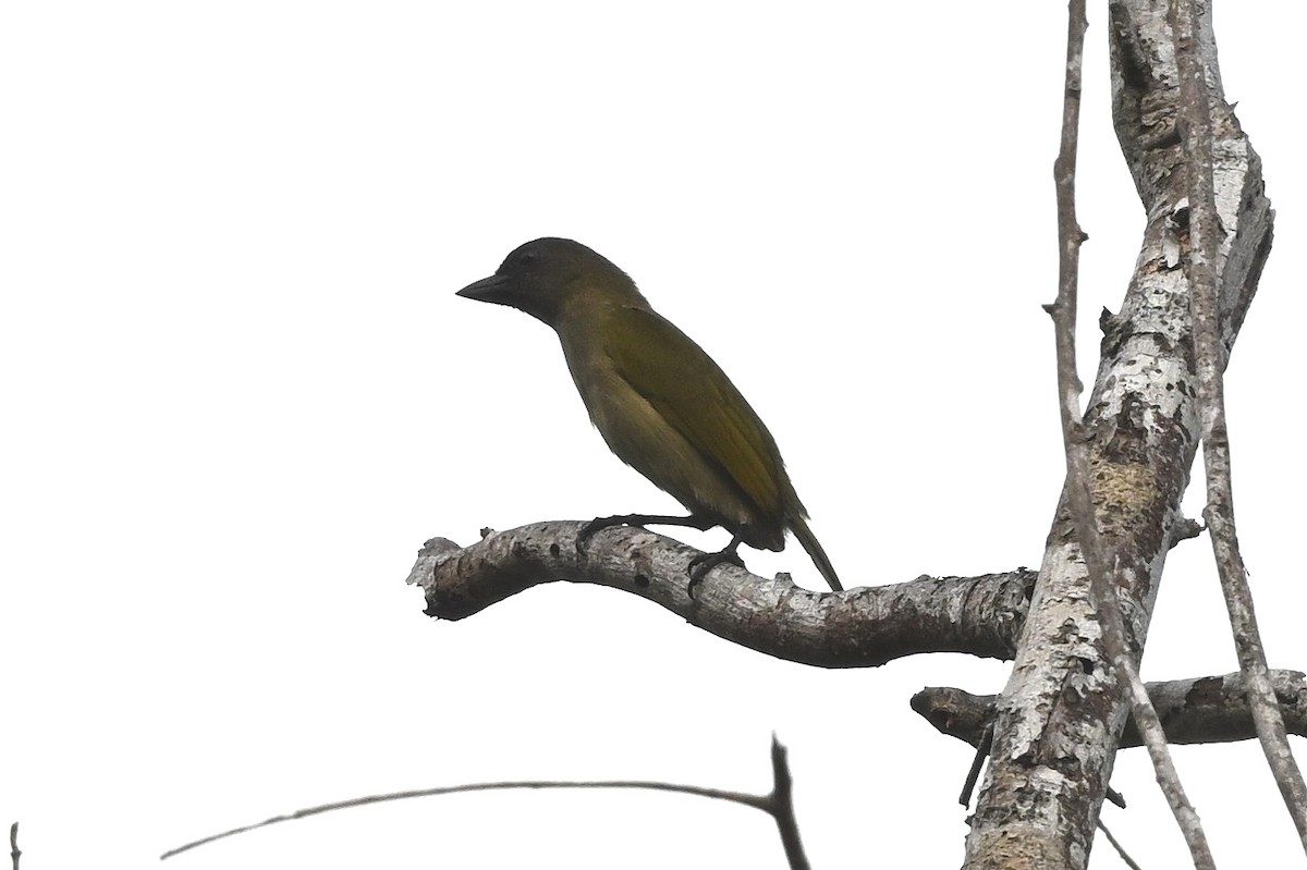 Green Barbet - ML648622841