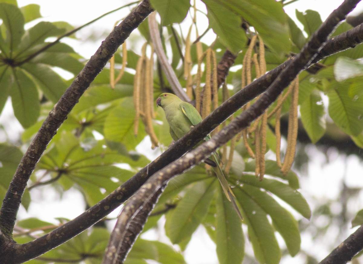 紅領綠鸚鵡 - ML648623574