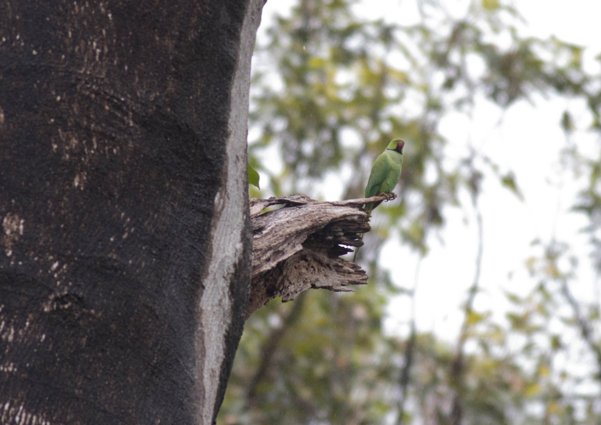 紅領綠鸚鵡 - ML648623616