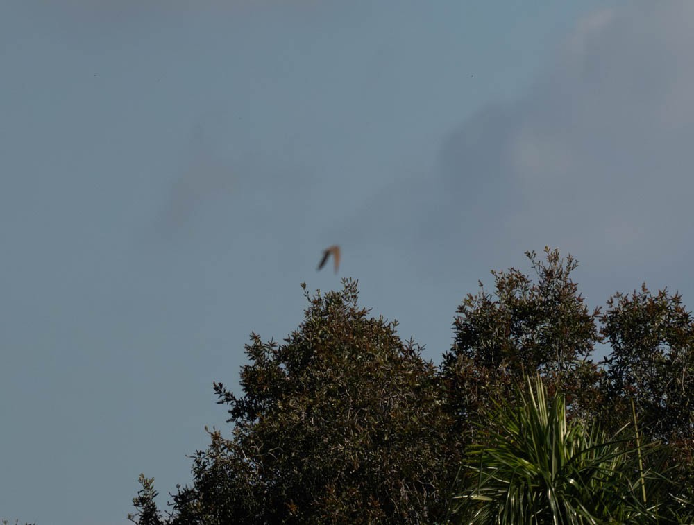 Yellow-billed Cuckoo - ML648623842