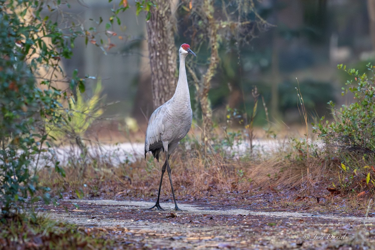 Sandhill Crane - ML648623850