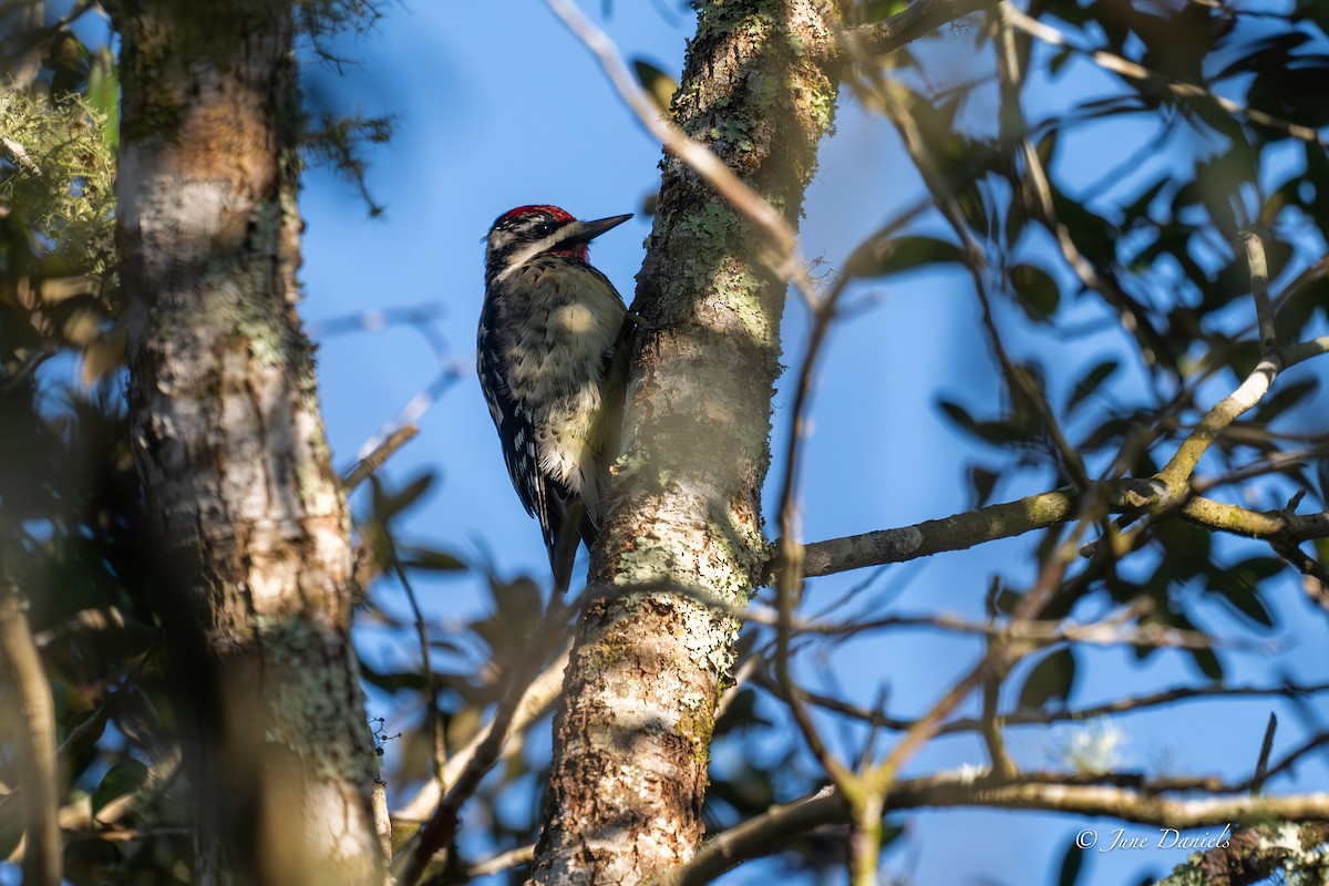 Yellow-bellied Sapsucker - ML648623862